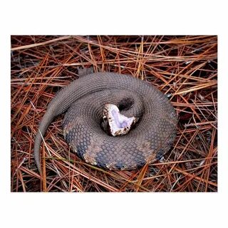 A venomous Eastern Cottonmouth snake Postcard Zazzle.com in 