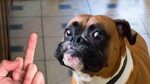 Dog Really Hates Middle Finger Compilation - YouTube