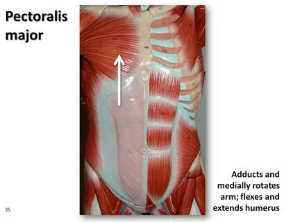 Upper Pectoralis Related Keywords & Suggestions - Upper Pect