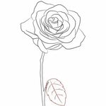 How To Draw A Rose Simple Step By Step - Draw Central Rose d