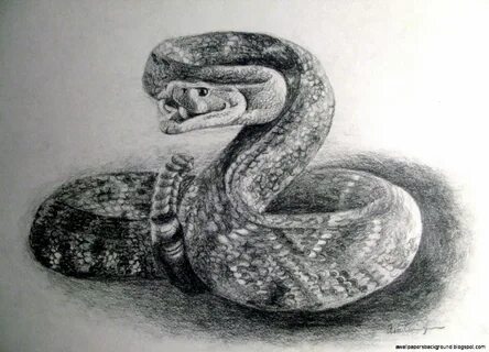 real drawings of reptiles Snake drawing, Drawings, Pencil dr