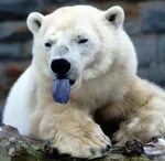 Удивительные факты о белых медведях " Женский Мир