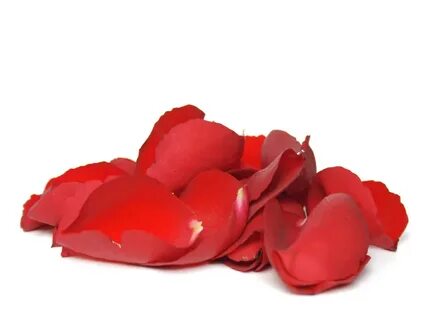 Rose petals on the white background free image download