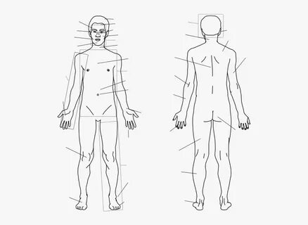 Transparent Blank Person Clipart - Transparent Body Sketch ,