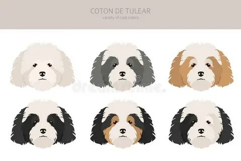 Coton de Tulear stock illustration. Illustration of fluffy -