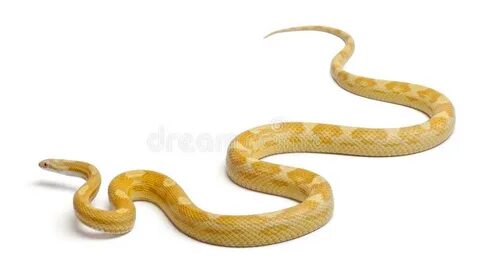 Corn Snake stock image. Image of cold, slither, snake - 6393