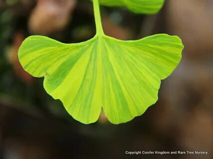 Ginkgo biloba 'Majestic Butterfly' Conifer Kingdom