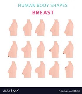 VectorStock ®. breast cancer medical infographic self vector image. 
