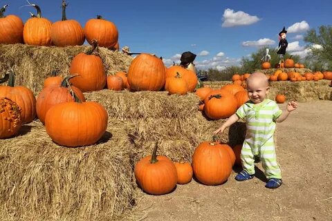 Gallery of pumpkin patch at clayton valley farm 510 families