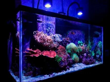 Planted Reef Tank Update 4K - Aquatic videos
