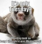 Best Tuesdays Memes - Cheer Up Your Day With Some Funny! Wor