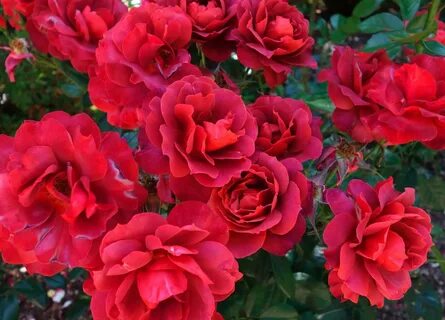 Розы красные флорибунда сорта (68 фото)
