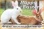 Easter Egg Funny - Фото база