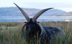 Nothing hails satan like hebridean sheep. Nature is metal. A