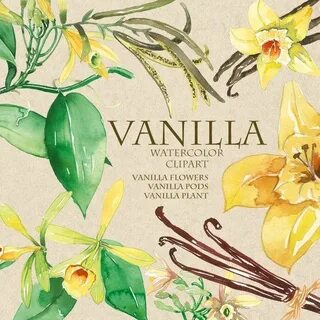 Vanilla Clipart Watercolor Vanilla Flowers Vanilla Beans Ets