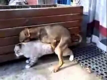 funny cat video and dog video compilation best new 2015 - Yo