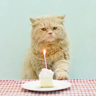 Grumpy Cat Birthday Card - Greeting Cards - Hallmark - Card 