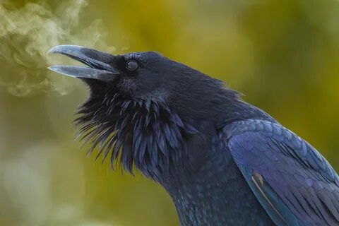 Pin by Yohko Ikeuchi on Les Oiseaux Crows ravens, Crow, Wild