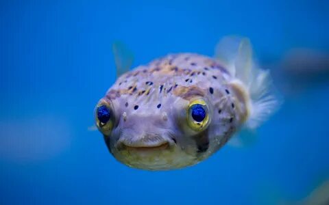 Curious Fish Wallpapers - 2560x1600 - 753649