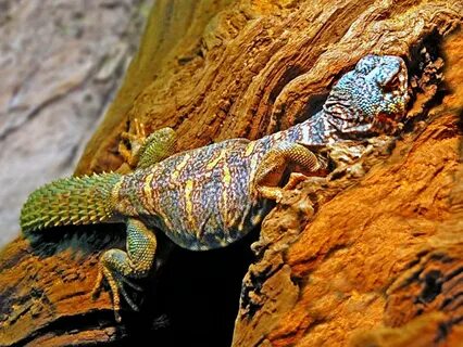 File:Agamidae - Uromastyx ornata.JPG - Wikipedia