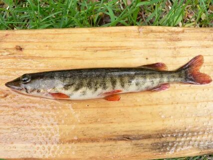 Esox americanus americanus Gmelin, 1789