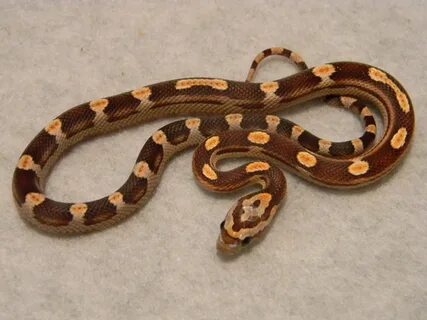 Baby Corn Snake Price