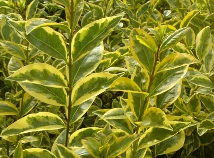 Buy Golden Privet Hedging Golden Privet Hedge Plants Ligustr