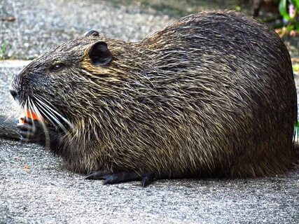 Download free photo of Nutria,mammal,animals,nature,animal -