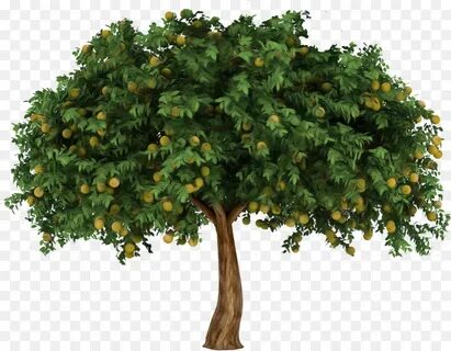 Fig Tree png download - 920*715 - Free Transparent Tree png 