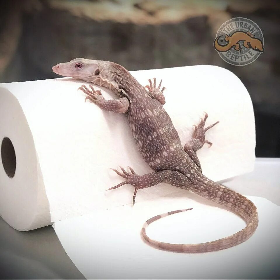 The Urban Reptile в Instagram: "😍 Our T Positive Albino Water Monitor hanging out whi...