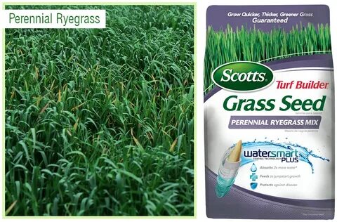 When to Plant Grass Seed? - & More Grass Facts.