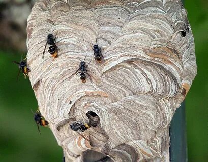 Man Eats a Hornet’s Nest VIDEO iHeart