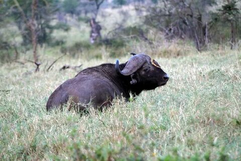 Little bird on the head of a black buffalo free image downlo