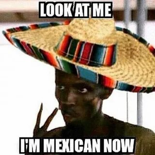 Download the Beautiful Funny Cat Memes for Cinco De Mayo - H