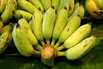 Bananas - World Crops Database