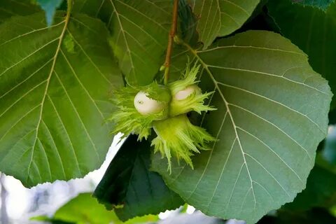 Zone 6 Nut Trees - Best Nut Trees For Zone 6 Climates Garden