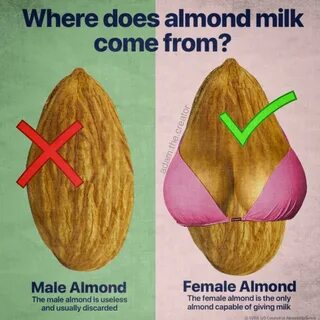 Where does almond milk come from? Adam the Creator Know Your
