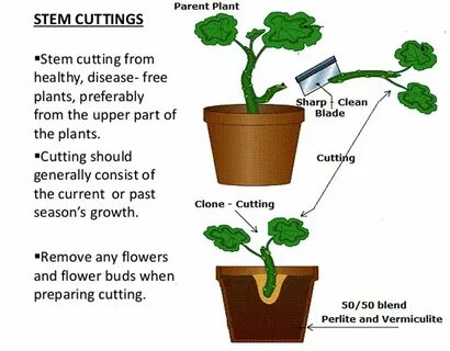 Cutting Bloom Related Keywords & Suggestions - Cutting Bloom