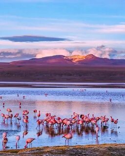 Flamingos in Bolivia! Bolivia travel, Amazing destinations, 