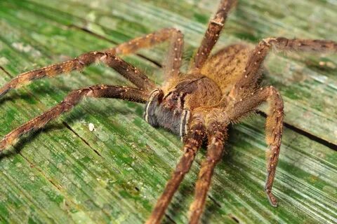 10 largest spiders in the world - An online magazine about s
