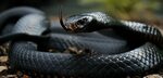 Чёрная вдова змея - 51 фото - картинки: смотреть онлайн