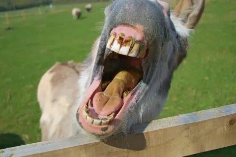 Donkey Teeth Andy Merchant Flickr
