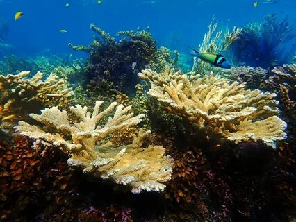 Your vote is needed to restore Colombia’s coral reefs