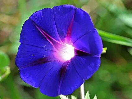 File:Close-up of a blue and pink Morning Glory flower.jpg - 