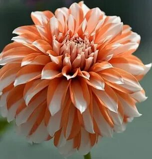 DAHLIA - ELEGANCE Beautiful flowers, Amazing flowers, Pretty