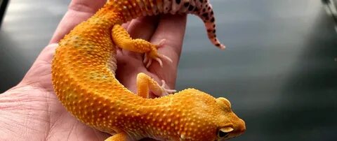 Tangerine leopard geckos for sale where to buy baby tangerin