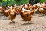 Lo que las gallinas nos enseñan sobre el coronavirus y su co