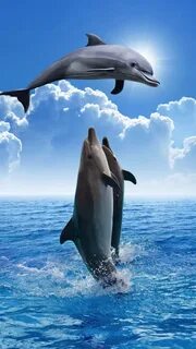 Dolphin iPhone Wallpapers - Top Best Dolphin iPhone Backgrou