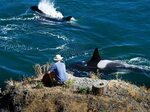 Orcas come close at Bellhouse Park, Galiano Island, Southern