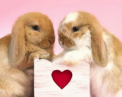 Rabbits - Wallpaper for phone and desktop - 1369853